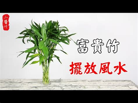 風水富貴竹|【一文睇清】富貴竹風水陣的佈陣秘訣！擺對了就是生財大法